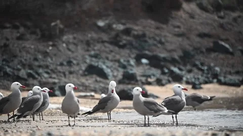 Slow-Motion clips of a flock of Heermann's Gulls on the Beach Stock Footage 135747092
