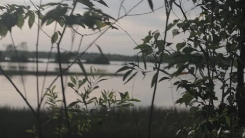 Slow motion clips of swamp trees passing by with the sunset in the background 動画素材 137839179