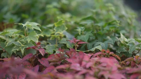 Slow motion close up 4k video of potted creeper plants in a hothouse, botanical Stock Footage 121585910