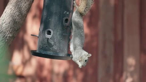Slow Motion Close-up of an Acrobatic Squirrel Hanging Upside Down to Steal Bird Stock Footage 319866280