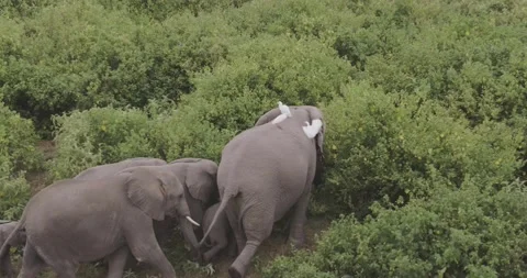 SLOW MOTION, Close up aerial drone shots of bush Elephants in Africa Vídeo Stock 147954739