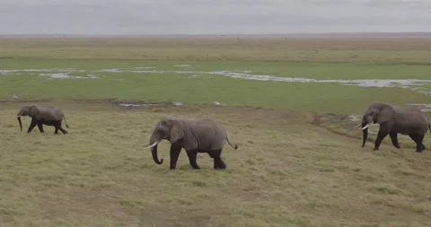 SLOW MOTION, Close up aerial drone shots of bush Elephants in Africa Stock Footage 147956465