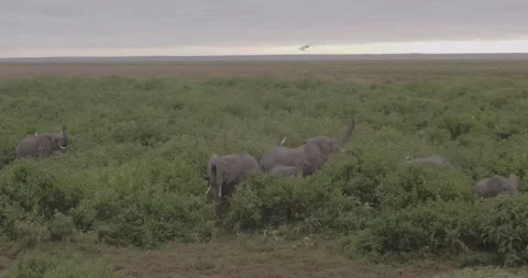 SLOW MOTION, Close up aerial tracking shot of Elephants, periscope sniffing Stock Footage 147955262