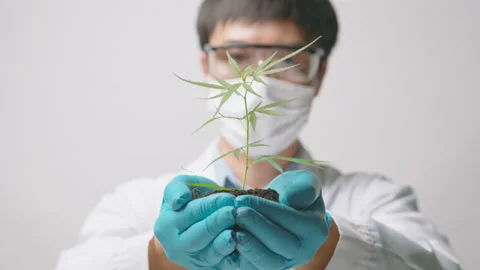 Slow motion close up of agronomy scientist hands holding a seedling of cannab Stock Footage 153281379