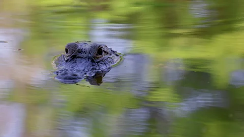Slow Motion Close-Up of Alligator with Dragonfly Landing on Its Head Stock Footage 271647818