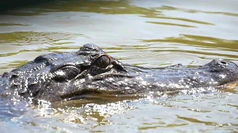Slow motion close-up of alligator Stock Footage 54874437
