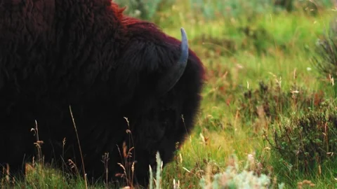 Slow-Motion Close-Up American Bison/Buffalo Eating In Meadow Yellowstone 4K Video stock 150772848