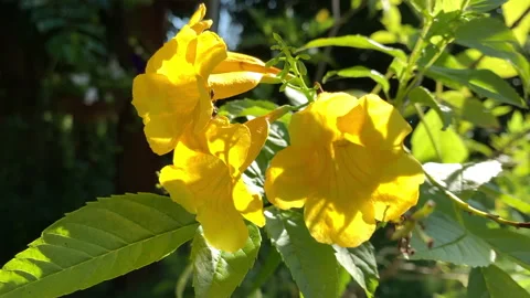 Slow motion close up of ant walking on bright yellow flowers with lens flare Stock Footage 146756769