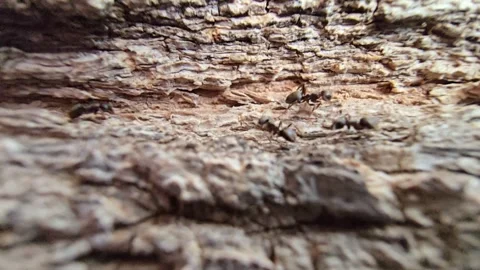Slow motion close up of ants walking along tree bark, transporting food and.. Stock Footage 316811217