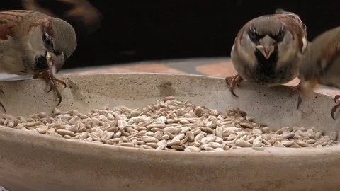 Slow-motion, Close-up: beautiful, lively house sparrows sharing sunflower seeds Stock Footage 99106440