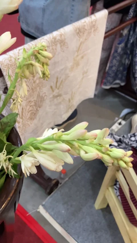 Slow Motion Close Up Of Beautiful White Tuberose Flowers With Traditional Batik Stock Footage 341005173