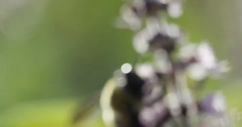Slow motion close up on bee 2 Stock Footage 130335484