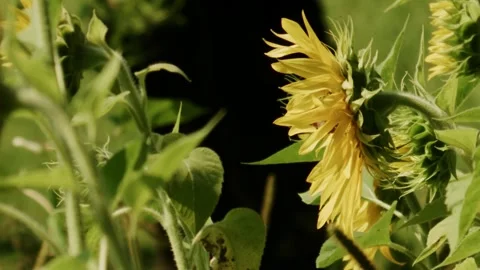 Slow Motion Close-Up of Bee and Butterfly on Blooming Sunflower 库存影片 335697663