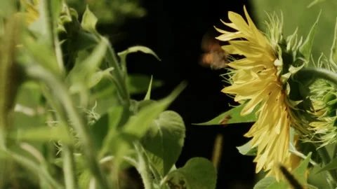 Slow Motion Close-Up of Bee and Butterfly on Blooming Sunflower Stock Footage 335697680