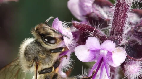 Slow motion close up bee collecting honey Stock Footage 66219319