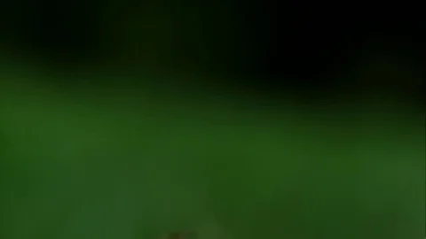 Slow motion close up of bee Stock Footage 79595022