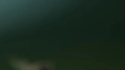 Slow motion close up of bee Stockbeeldmateriaal 79595244