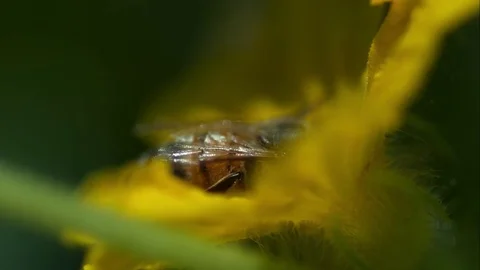 Slow motion close up bee Stockbeeldmateriaal 79596247