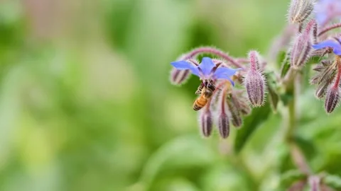 Slow-Motion Close-Up of Bee Pollinating Flower Stock Footage 273154170