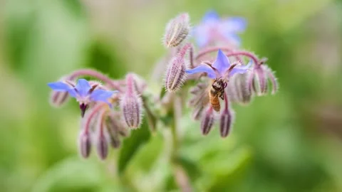 Slow-Motion Close-Up of Bee Pollinating Flower Stock Footage 273154226