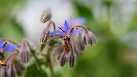 Slow-Motion Close-Up of Bee Pollinating Flower Stock Footage 273154378