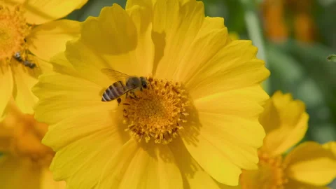 A slow - motion close-up of bees gathering honey from calendula flowers Stock Footage 241732362
