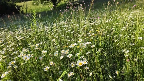 Slow Motion Close Up of Bees Pollinating Wildflowers in Spring Meadow Video stock 336714791