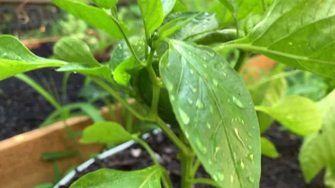 Slow motion close up of bell pepper plants in metal troughs in garden Stock Footage 146756680