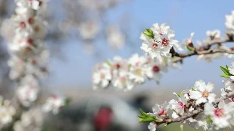 Slow motion close-up of blooming almond tree branches with flowers. Almond trees Stock Footage 235147789