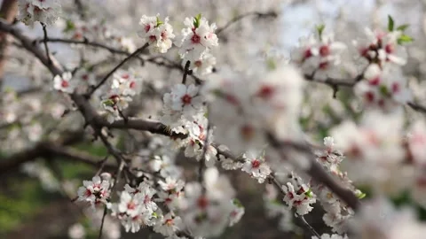 Slow motion close-up of blooming almond tree branches with flowers. Almond trees Stock-Footage 238525637