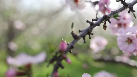 Slow motion close-up of blooming almond tree branches with flowers. Almond trees Stock Footage 243802815