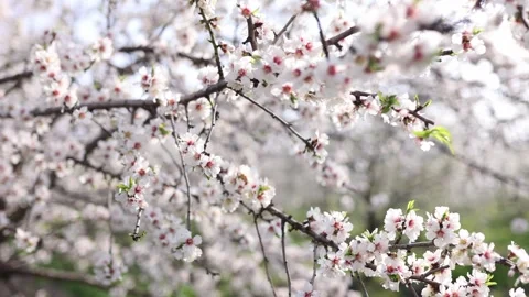 Slow motion close-up of blooming almond tree branches with flowers. Almond trees Stock Footage 243802901