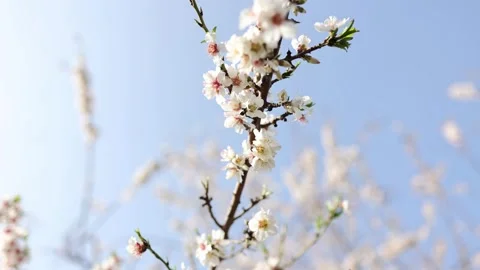 Slow motion close-up of blooming almond tree branches with flowers. Almond trees Stock Footage 243802991