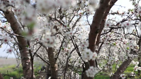 Slow motion close-up of blooming almond tree branches with flowers. Almond trees Stock Footage 243803019