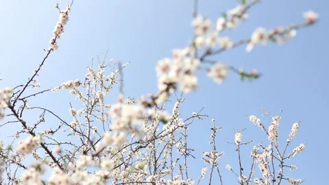 Slow motion close-up of blooming almond tree branches with flowers. Almond trees Stock-Footage 243803049