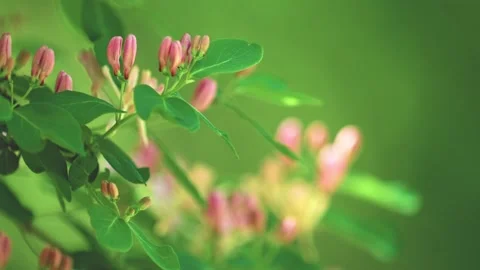 Slow Motion Close-Up of Blooming Honeysuckle Flowers Stock Footage 340236765