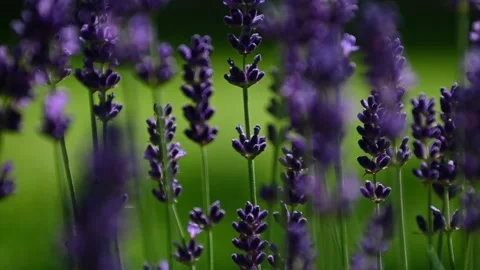 Slow motion, close up blooming lavender purple flower in countryside Stock Footage 133640712