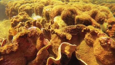 Slow motion close up blur look macro view of bubble tip sea anemone in shallow o Stock Footage 240485176