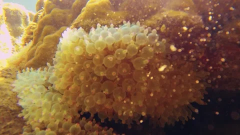 Slow motion close up blur look out macro view of bubble tip sea anemone in shall Video stock 240485520