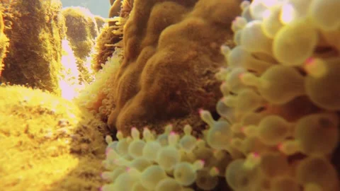 Slow motion close up blur view of bubble tip sea anemone in shallow ocean with g Stock Footage 240485172