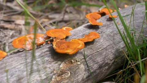 Slow motion close-up of bright orange bracket shelf fungi growing on a fallen 스톡 동영상 348385183
