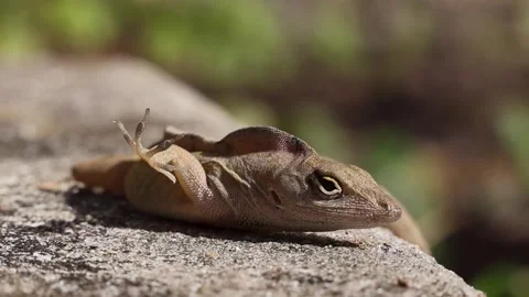 Slow Motion Close-up of a Brown Anole Lizard lifting its right claw Stock Footage 265710439