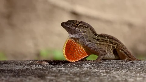 Slow-motion close-up of a Brown Anole Lizard inflating its dewlap Stock Footage 265711481