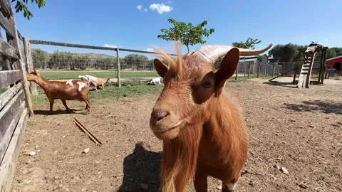 Slow motion close-up of a brown goat at a farm looking towards the camera Stock Footage 278398213