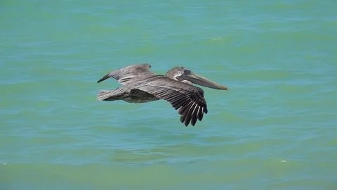 SLOW MOTION, CLOSE UP: Brown Mexican pelican flying close above the sea surface Stock Footage