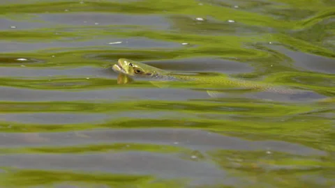 Slow motion close up of a brown trout feeding from the surface of the mersey Stock Footage 169412163