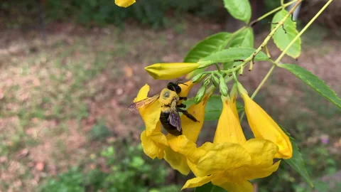 Slow motion close up of bumblebee covered with pollen on bright yellow flowers Stock Footage 146756785