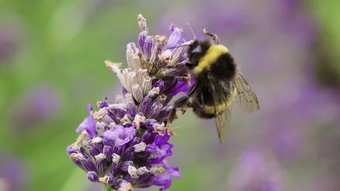 Slow-motion close-up of a bumblebee crawling over purple lavender flowers Stock Footage 345727068