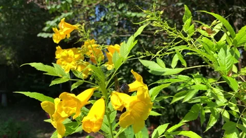 Slow motion close up of bumblebee flying and feeding on bright yellow flowers Stock Footage 146756909