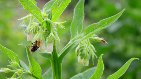 Slow Motion Close-Up of Bumblebee on White Wildflowers Stock Footage 336123702